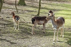 three roe deer in the forest