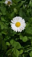 captivating Flowers Daisy