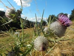 prickly thistle on the background of a rural field close-up