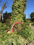 garden in greenery in spring