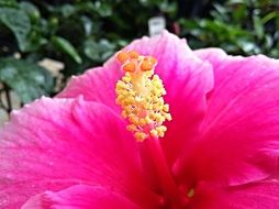 pink hibiscus flower close up