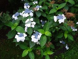 Closeup photo of Flowering Bush