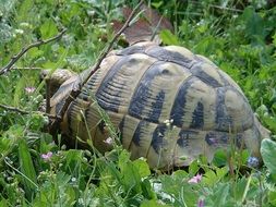 turtles in green grass