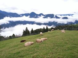 sheep on a green plateau among the mountains in the clouds