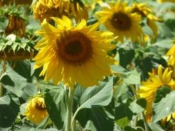 cultivation of sunflowers in Provence
