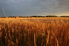 agriculture in the sunset light