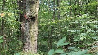 thickets of deciduous forest