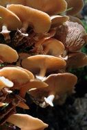 light brown mushrooms in the sunlight close up