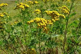yellow Tansy Flower outdoors