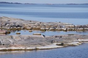 birds resting on stones at Sea