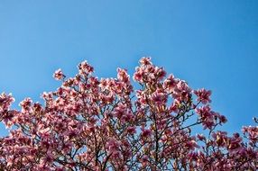 Bush of red flowers in the blue sky