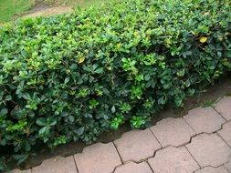 green plants in the garden like a hedge