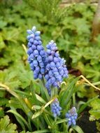 blue lupine among greenery
