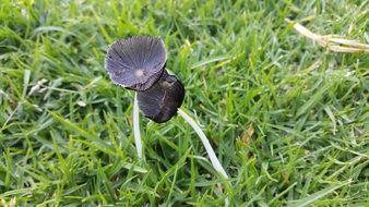 black mushroom on green grass close-up, spain