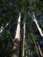 Landscape with divine trees
