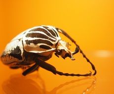 spotted beetle on an orange background