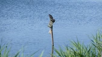 Boots Lake Reed