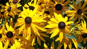 yellow flowers in the sunlight closeup