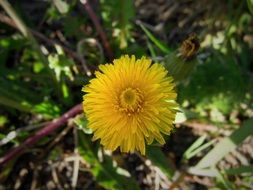 yellow dandelion among different plants