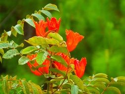 red Hibiscus Flowers in forest scene