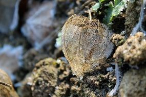 Physalis Frost close-up on blurred background