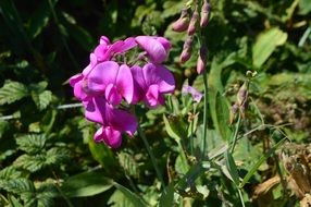 Close-up of the beautiful, bright pink orchid flowers in a botanical garden