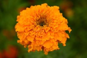 Orange marigold flowers blossom