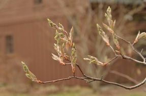 Branch Plant