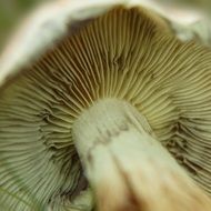 autumn mushroom closeup