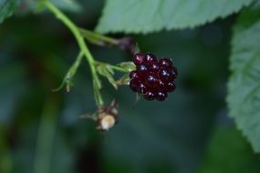 berries on a branch on a green bush close-up