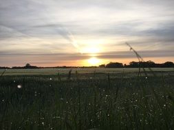 sunset over a green meadow