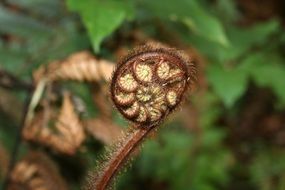 Fern Closed