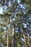 landscape of natural majestic pine trees in the park