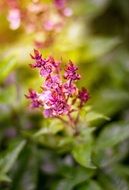 Purple inflorescence close up, soft focus
