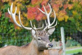 portrait of Amazing Beautiful Deer