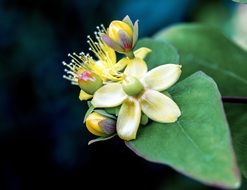 English Wild Flower