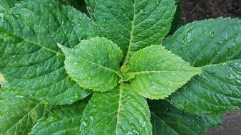 mint Leaves