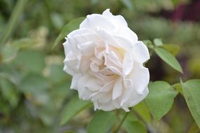 white rose on a bush in the garden close-up