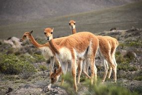 a herd of animals in Peru