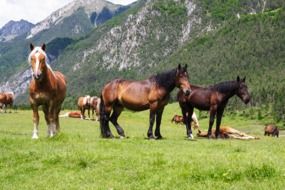 Colorful horses in a valley among mountains among the plants in Carinthia
