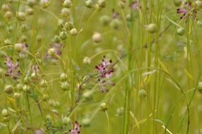 Meadow Flowers Green