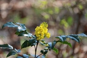 Green Yellow flower