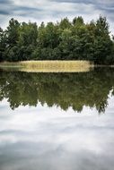 Lake Mirroring Reed Forest