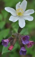 splendiferous Anemone Lungwort flower
