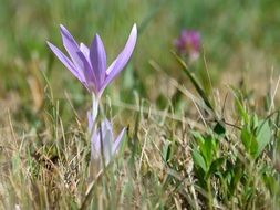 close-up photo of pale purple flower with pointed petals in a summer meadow