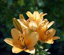Orange lily blossoms