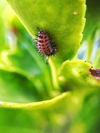 red larva under green leaf