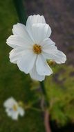 White wildflower in nature
