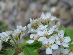 flowers of spring