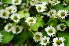 thickets of white small flowers close-up